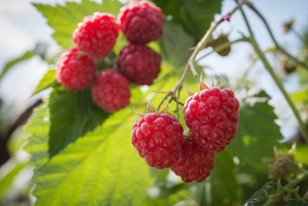 raspberries growing