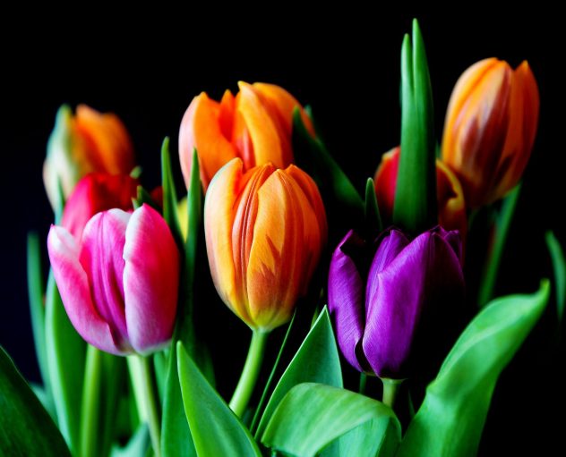 flowers-tulips-bouquet-cut-flowers-52508