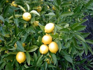 Lemon_tree_Berkeley_closeup2