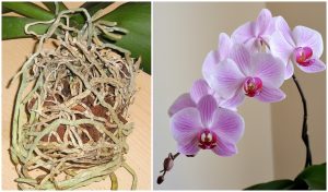 BeFunky-collage – 2019-03-16T141950.544