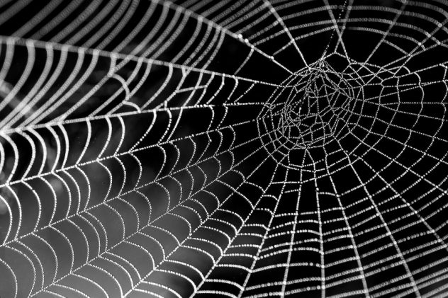 spider, web, texture