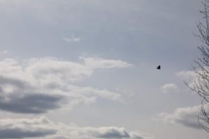 Thumbnail for 151782