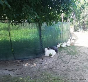 Rakkaudesta Romaniaan; Kaupungista maalle – Tuleeko tästä meidän uusi koti? Thumbnail for 152241