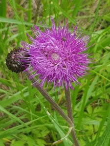 Thumbnail for 152526