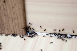 Näin pääset eroon keittiön muurahaisista – ilman haitallisia kemikaaleja Simple-Solutions-to-Help-You-Get-Rid-of-Ants-for-Good_696991528-Cherkas