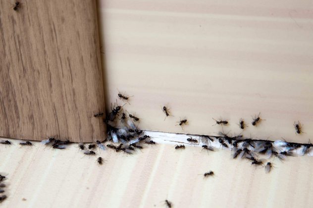 Simple-Solutions-to-Help-You-Get-Rid-of-Ants-for-Good_696991528-Cherkas