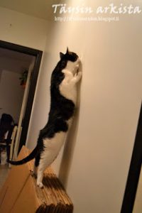 Thumbnail for 153911