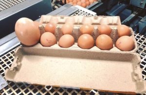 Kananmuna jätti maanviljelijän sanattomaksi – sisäpuolelta tehty löytö hämmästytti jopa tutkijat kuvakuva 2019-11-13 kello 14.14.15