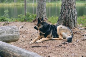 Thumbnail for 158864