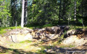 Lomalla Suomessa: Syöte ja Oulu Thumbnail for 159255