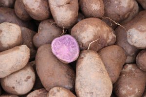 Suomalainen tutkimus paljastaa: Tästä syystä violetti peruna voittaa keltaisen perunan purple-potatoes-2743637_1920