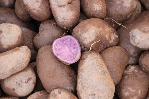purple-potatoes-2743637_1920