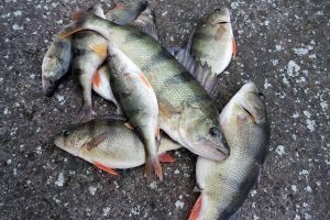 Thumbnail for 163873