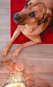 LUUKKU 20: Herkkukeksit koiralle Thumbnail for 170563