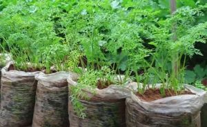 porkkanoiden kasvatus parvekkeella