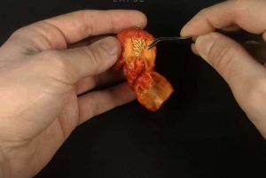 Mies istuttaa maailman tulisimman chilin – katso miten upeaksi se kasvaa puolessa vuodessa Capture