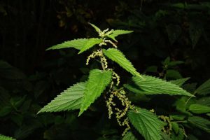 nettle-ga650a5386_1280