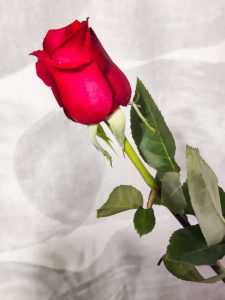 Thumbnail for 177522