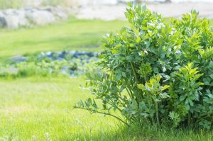 Lipstikkasuola Thumbnail for 178492