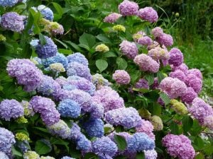 hydrangeas-gd74294950_1280
