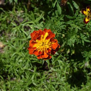 orange-and-yellow-marigold-2552988_1280