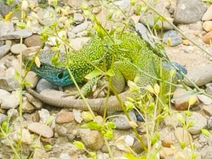 Thumbnail for 178941