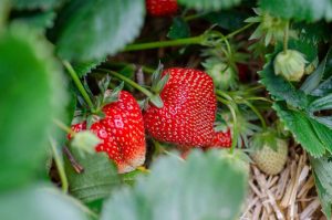 strawberries-gb20c7eb05_1280