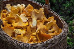 Leivo kerralla pellillinen mehevää kantarellipiirakkaa – kauden paras resepti fungus-1194380_1280