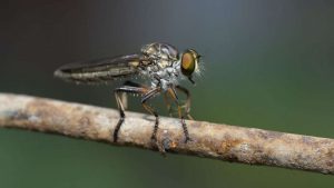 robber-fly-8143618_1280