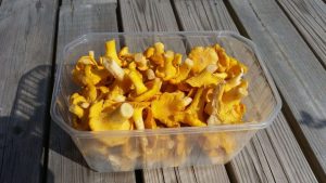 chanterelles-999347_1280
