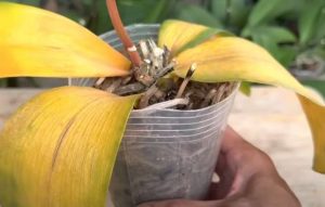 Valkosipuli elvyttää lähes kuolleen orkidean tällä helpolla tavalla kuollut orkidea