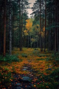 Thumbnail for 183352