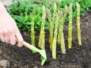 Thumbnail for 186633