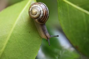 snail-7978955_1280
