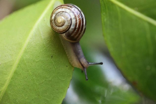 snail-7978955_1280