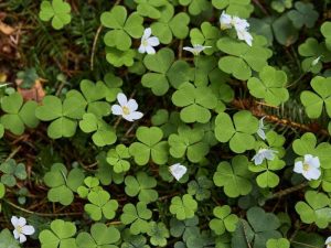 ketunleipä-käenkaali