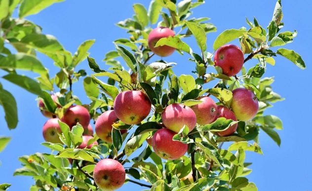 apples-3535566_1280