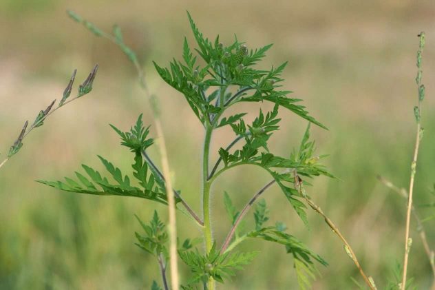 plant-3257793_1280