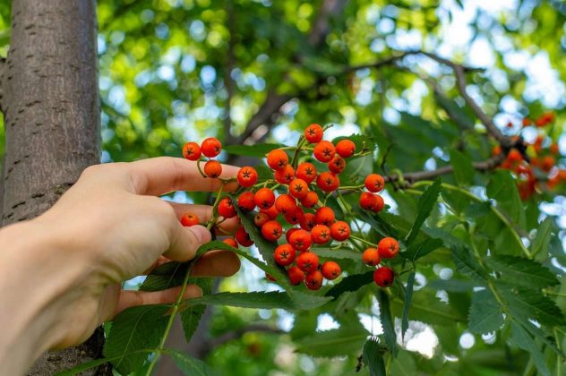 rowan-5477385_1280