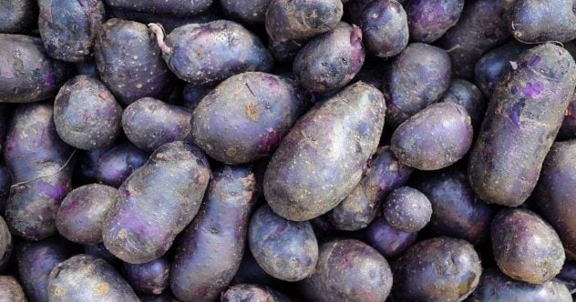 violetti-peruna.jpg