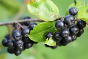 marja-aronia