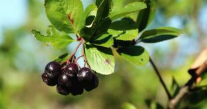 aronia-marja