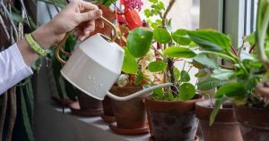 huonekasvien-hoito