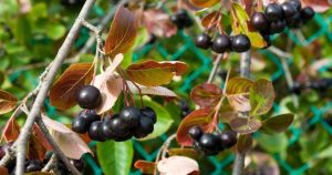 marja-aronia