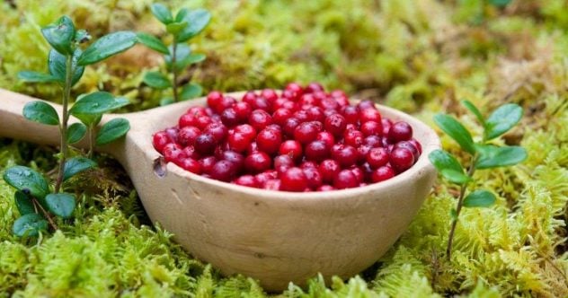puolukka (2)