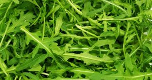 rucola