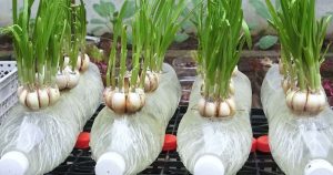 valkosipulin-kasvatus-kotona