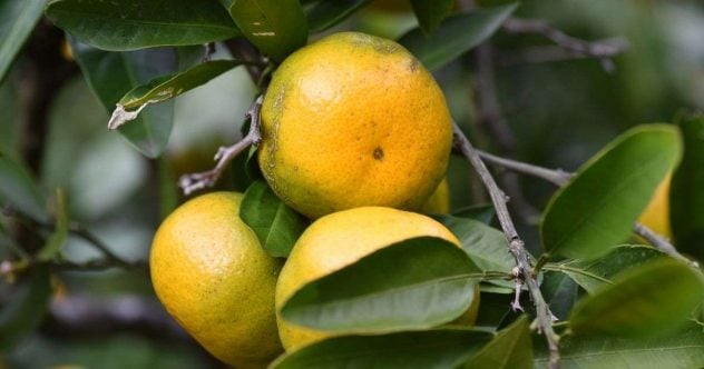satsuma