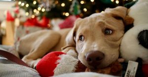 joulu-koiran-kanssa