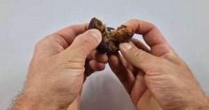 taatelipuu-siemenesta